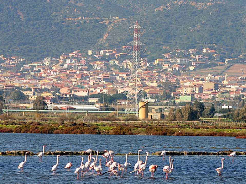 fenicotteri con sfondo capoterra